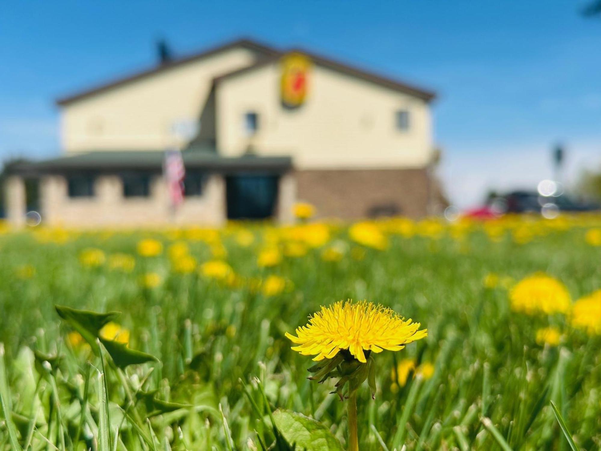 Super 8 By Wyndham Imlay Motel Imlay City